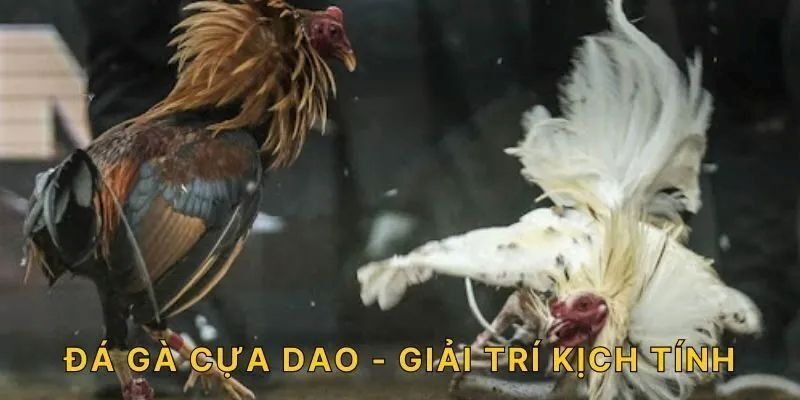 Đá gà cựa dao Campuchia: Sức hấp dẫn khó cưỡng tại Tài Xỉu 4 Chiến lược chơi đá gà hay dành cho anh em kê thủ