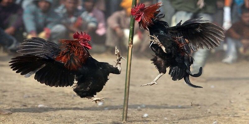 Đá gà đòn Thái Lan: Đỉnh cao nghệ thuật chiến chọi gà 2 Giới thiệu nguồn gốc của hình thức đá gà đòn Thái Lan
