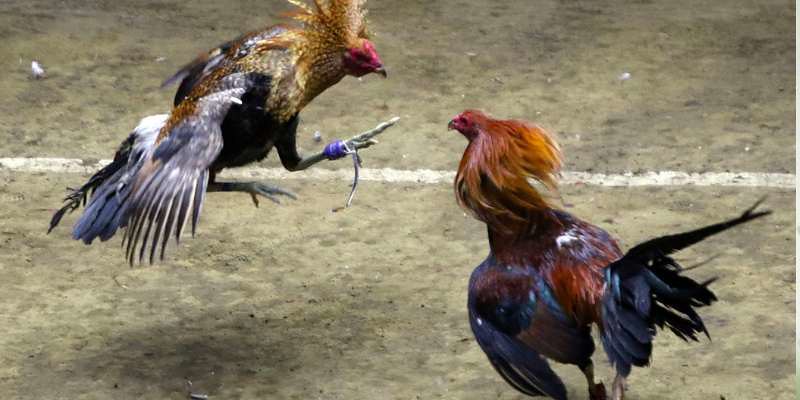 Đá gà đòn Thái Lan: Đỉnh cao nghệ thuật chiến chọi gà 4 Chiến lược chơi đá gà đòn Thái từ cao thủ