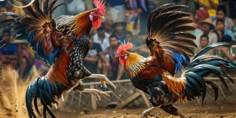 Đá gà cựa dao Thomo: Thế giới các trận chiến kịch tính 4 Học hỏi các chiến lược đặt cược gà cựa dao cho kê thủ