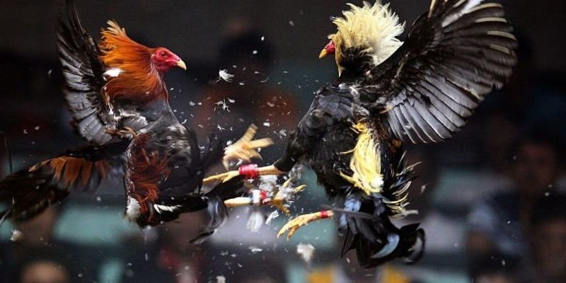 Đá gà trực tiếp C1 – Sân chơi đỉnh cao cho tín đồ cá cược 2 Giới thiệu về trò chơi đá gà trực tiếp C1