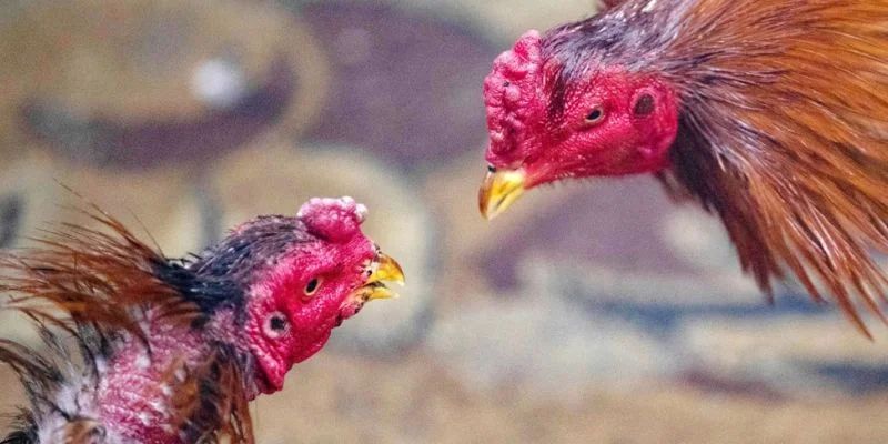 Mẹo soi kèo đá gà - Bí quyết thắng đổi đời tại Tài Xỉu 4 Các chiến lược chơi đặt cược trong đá gà tại Tài Xỉu