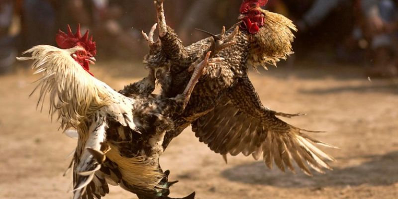 Mẹo soi kèo đá gà - Bí quyết thắng đổi đời tại Tài Xỉu 3 Học cách phân tích lịch sử trận thi đấu để có thêm nhiều lợi ích