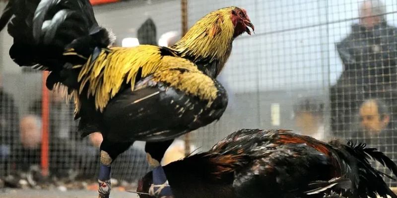 Mẹo soi kèo đá gà - Bí quyết thắng đổi đời tại Tài Xỉu 1 meo soi keo da ga